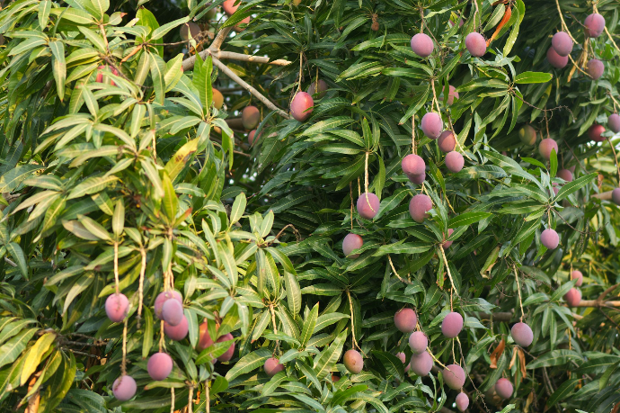 Mangoes hanging from a tree branch